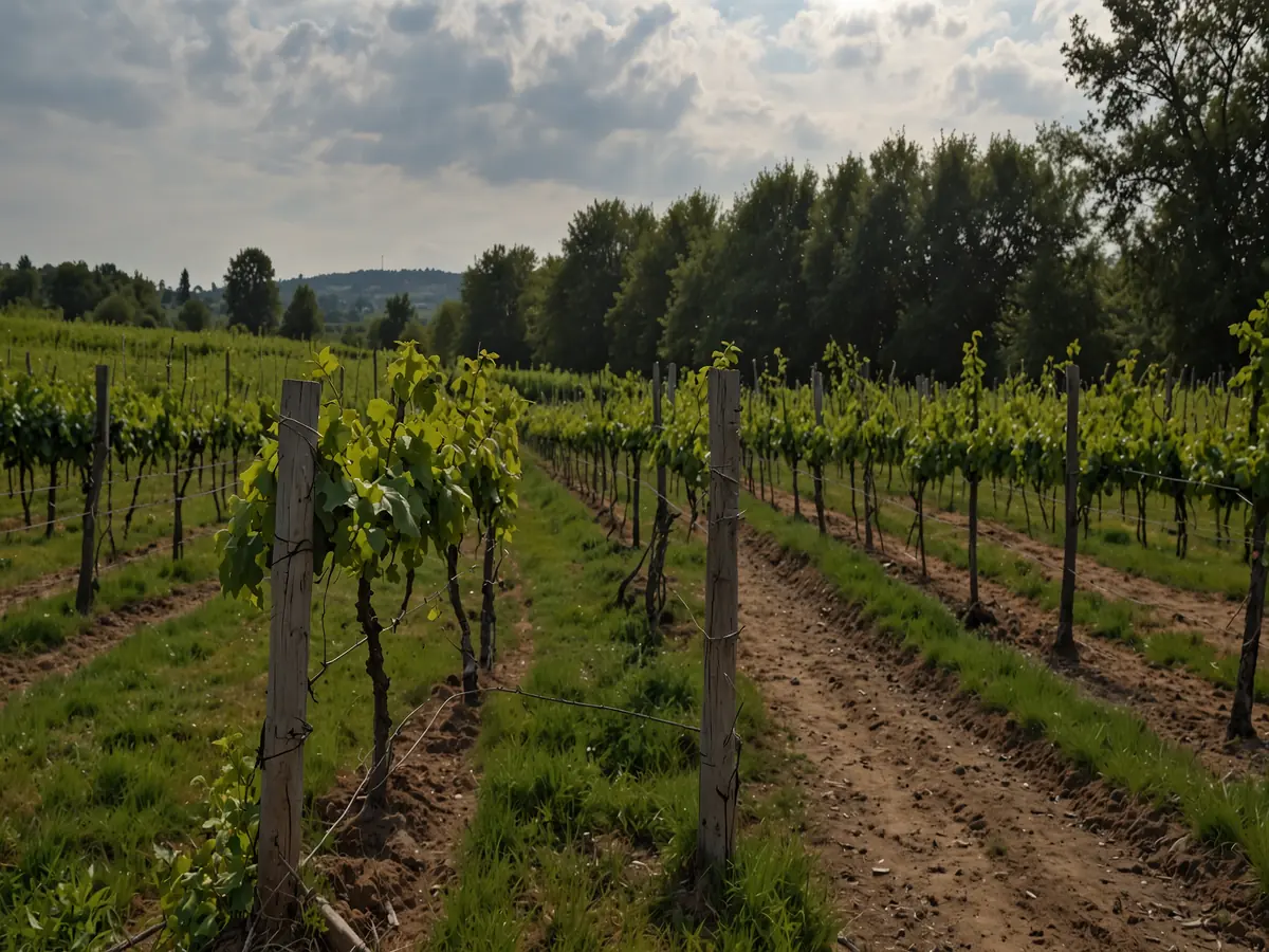 Il segreto più prezioso di Parigi: non i gioelli del Louvre ma una vigna invisibile tra i palazzi di Montmartre
