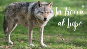 "In bocca al lupo": la vera storia dell'augurio più famoso e perchè non dovresti rispondere "crepi"